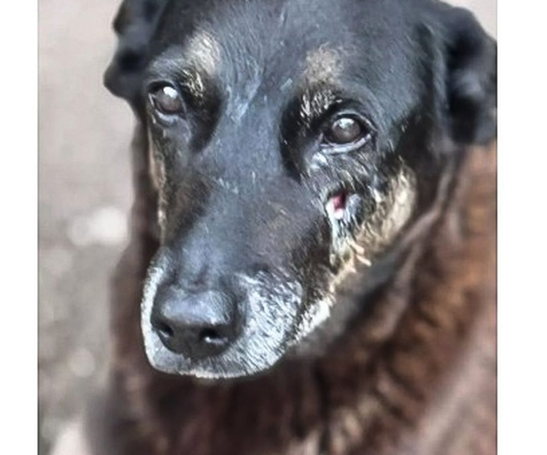 Caso Orelha: o que se sabe sobre até agora sobre a morte do cão em SC