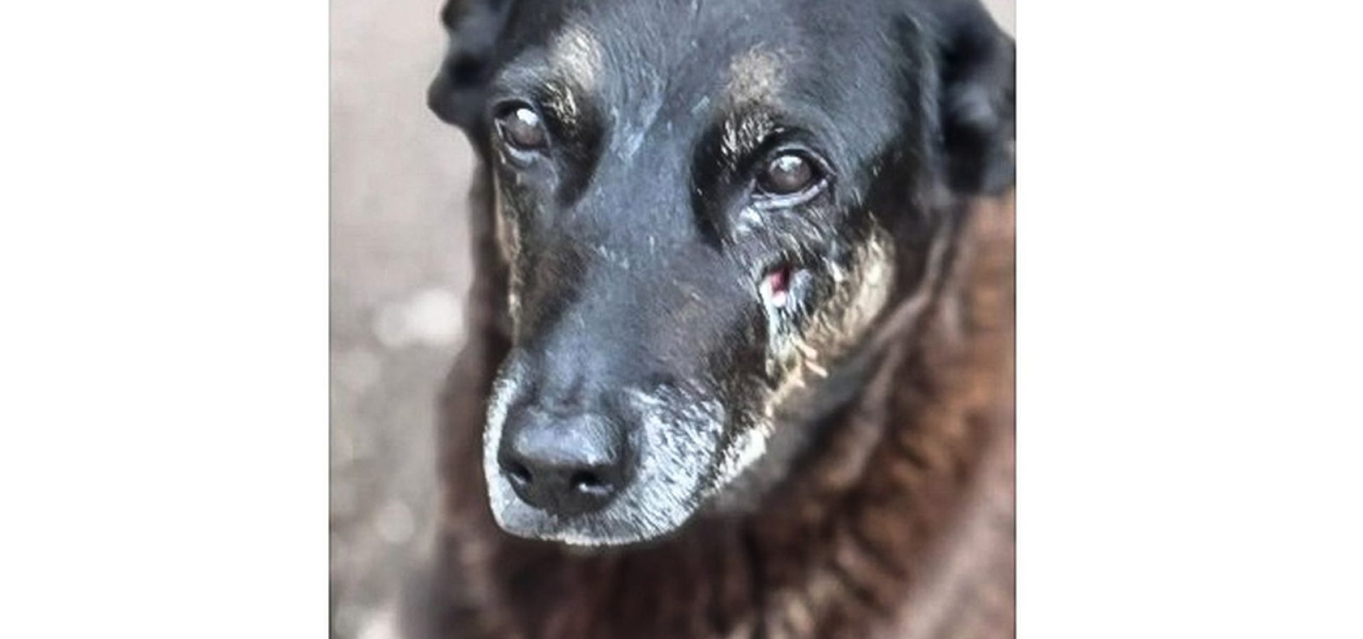 Caso Orelha: o que se sabe sobre até agora sobre a morte do cão em SC