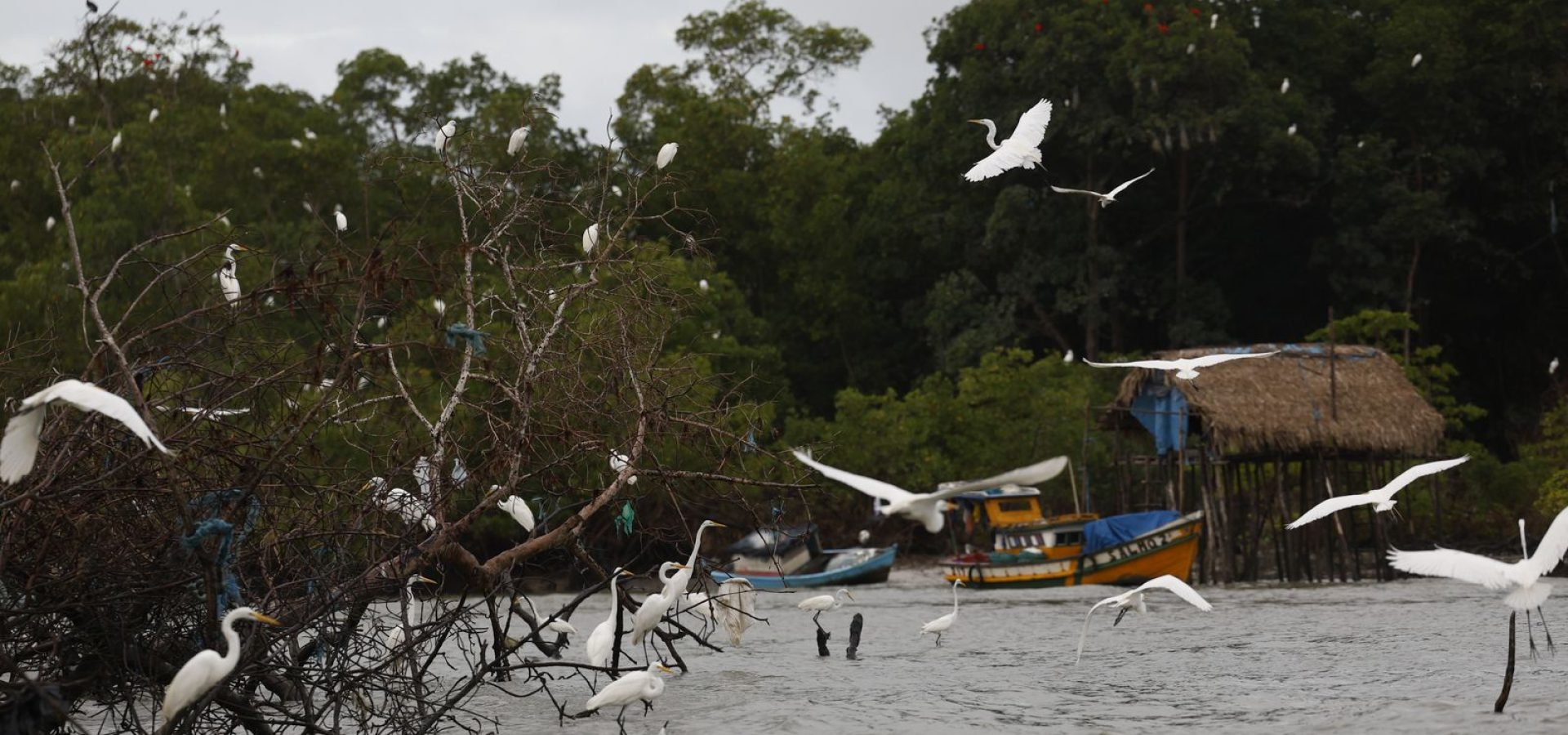 Amazônia Soberana: programa vai combater crimes em áreas de fronteira