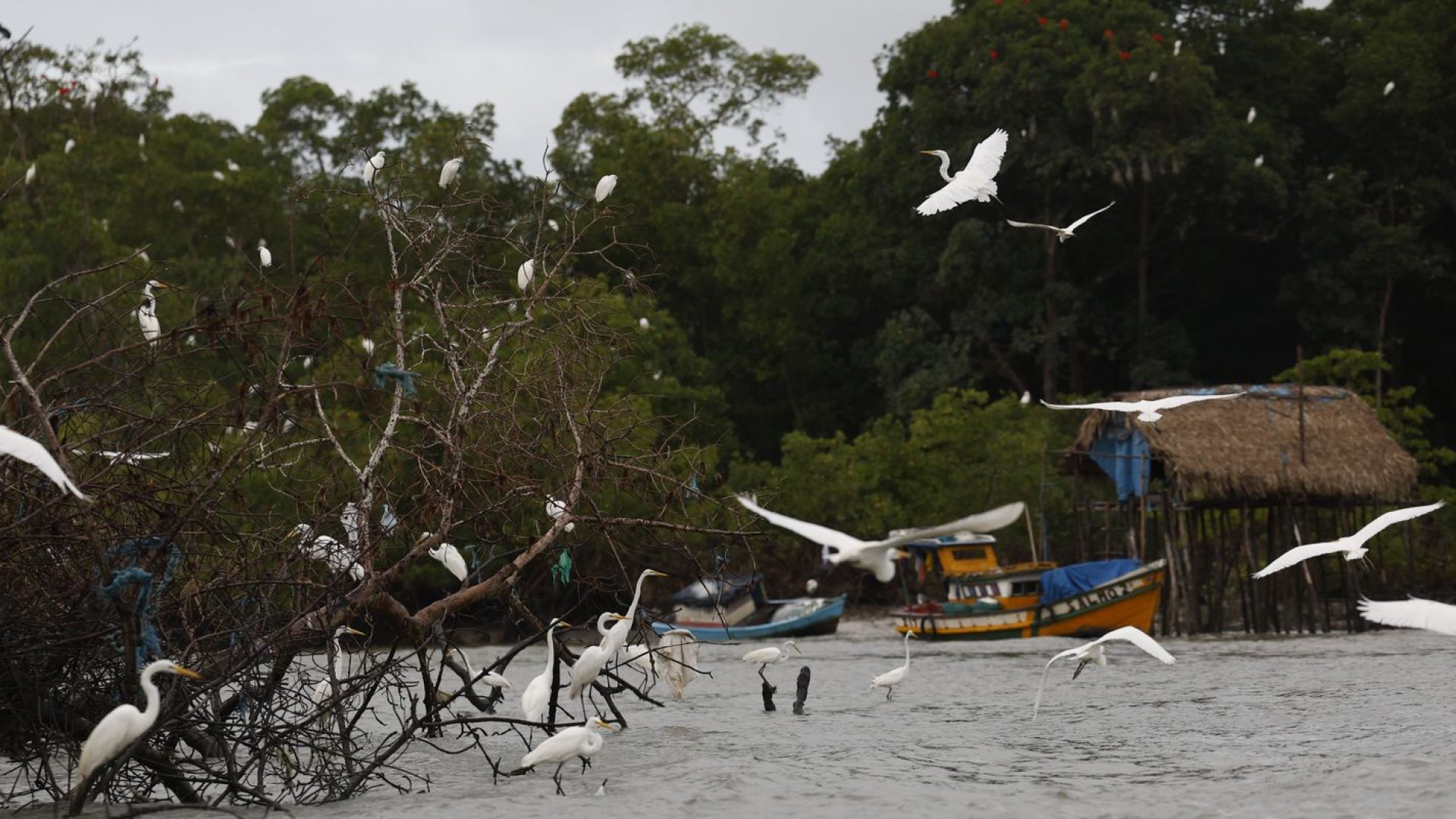 Amazônia Soberana: programa vai combater crimes em áreas de fronteira