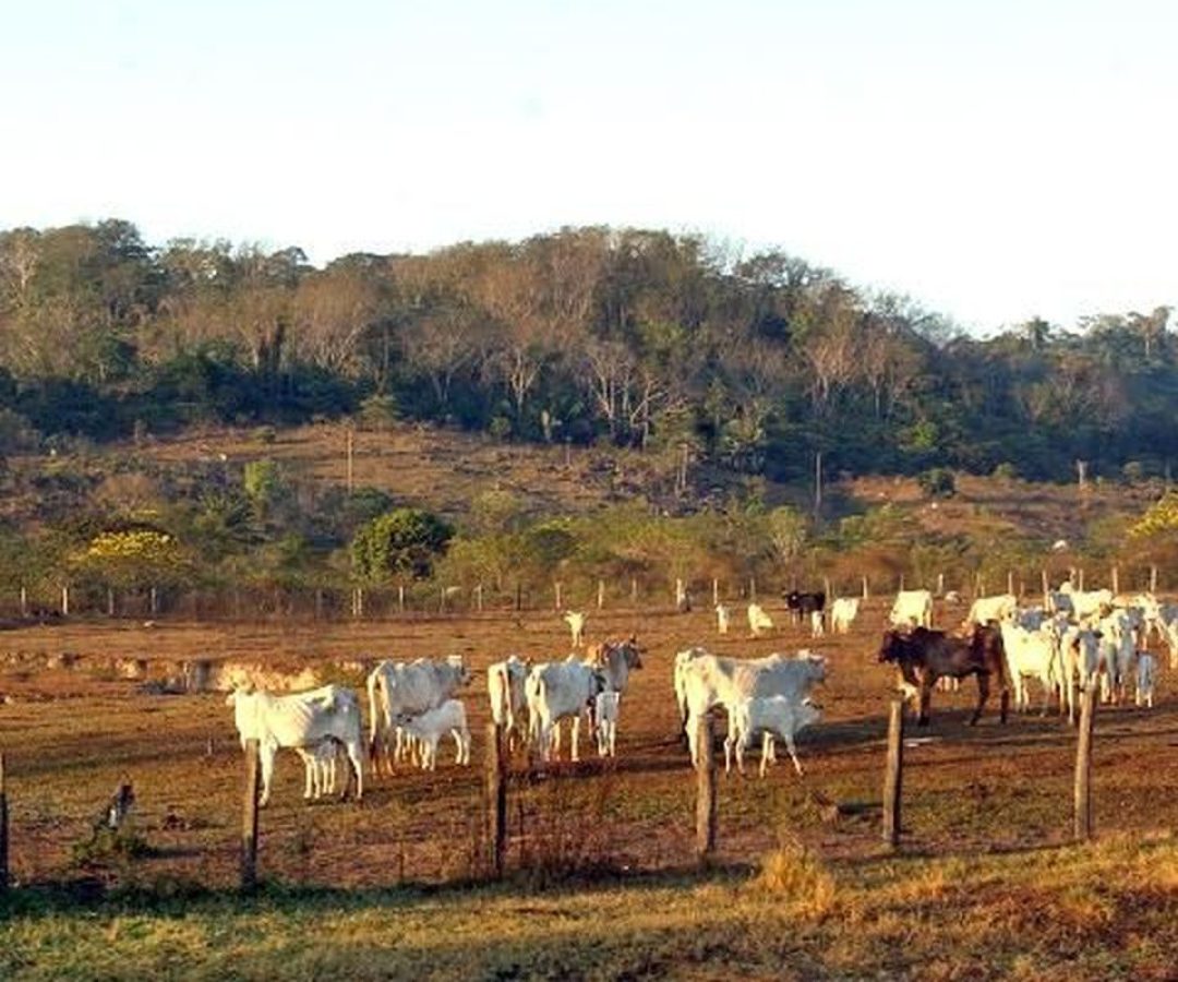 STF mantém lei que limita compra de terras por empresas estrangeiras