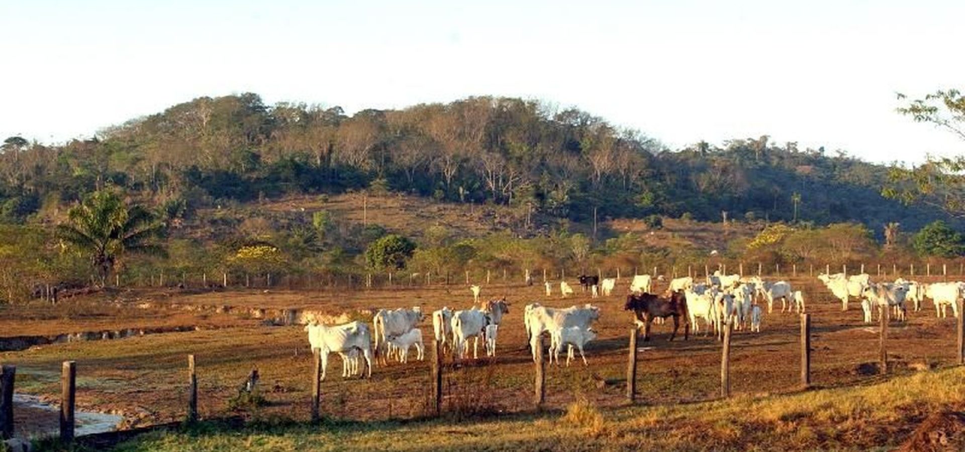 STF mantém lei que limita compra de terras por empresas estrangeiras