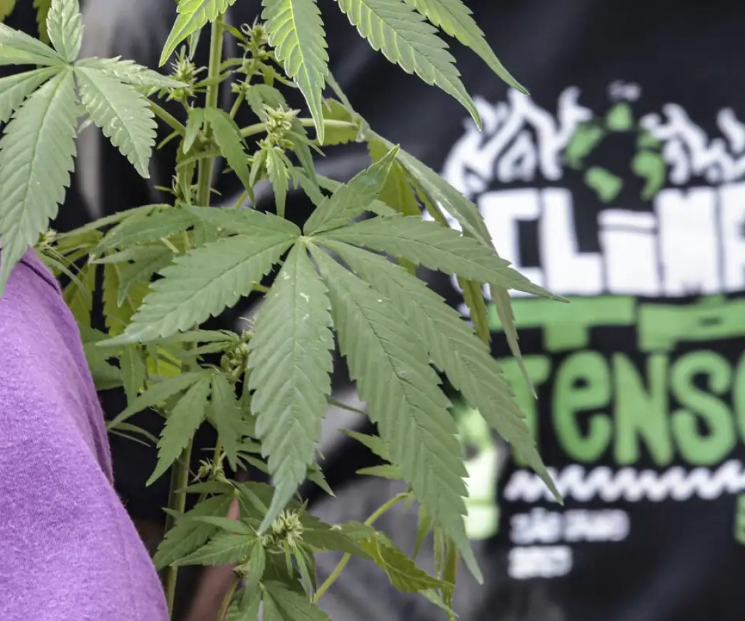 Flagrante por drogas gera mais prisão preventiva do que outros crimes