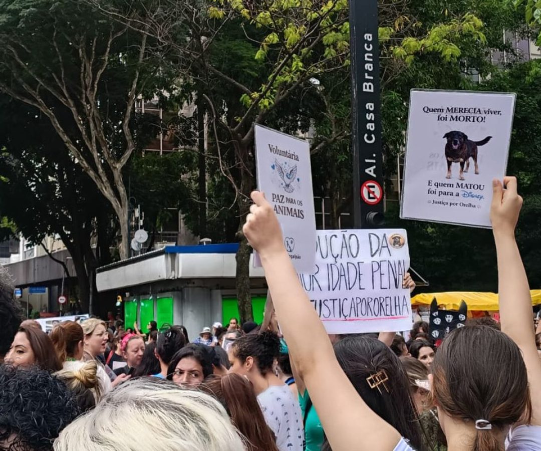 Cão Orelha: Justiça arquiva caso a pedido do Ministério Público