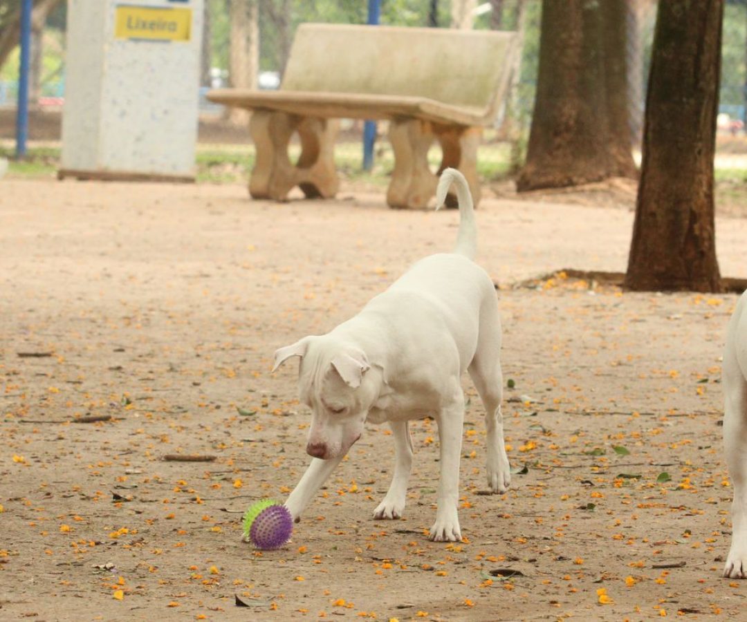 Lei torna crime exercício ilegal da medicina veterinária 
