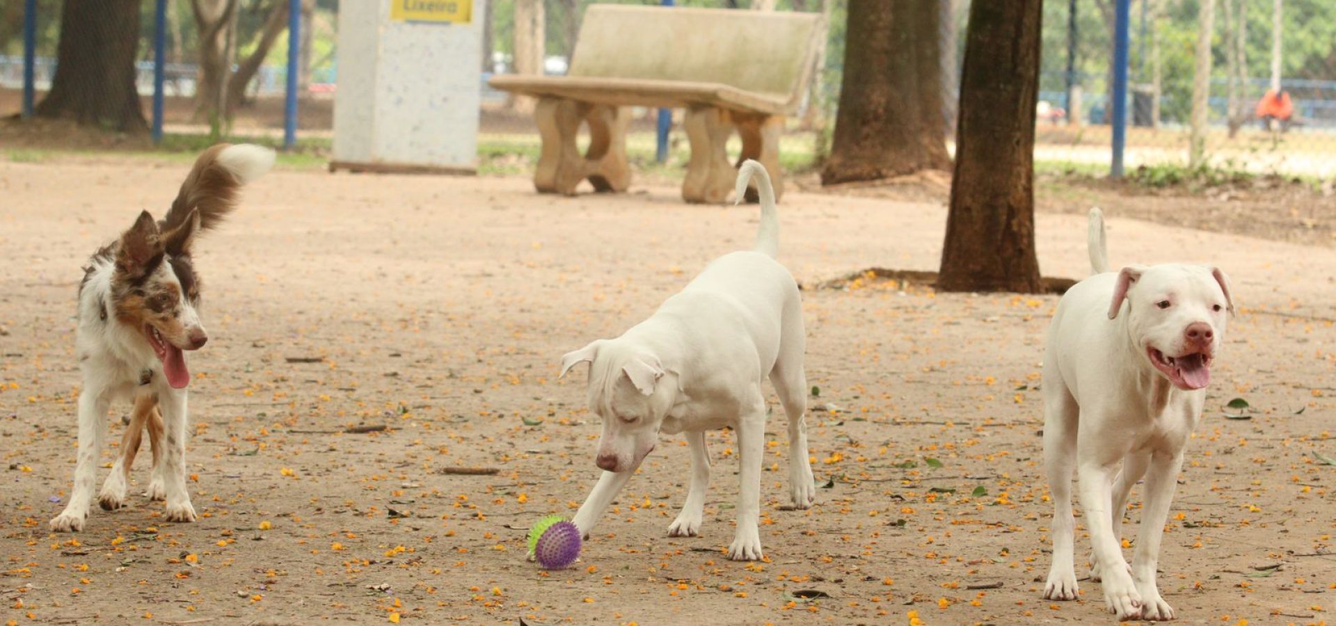 Lei torna crime exercício ilegal da medicina veterinária 